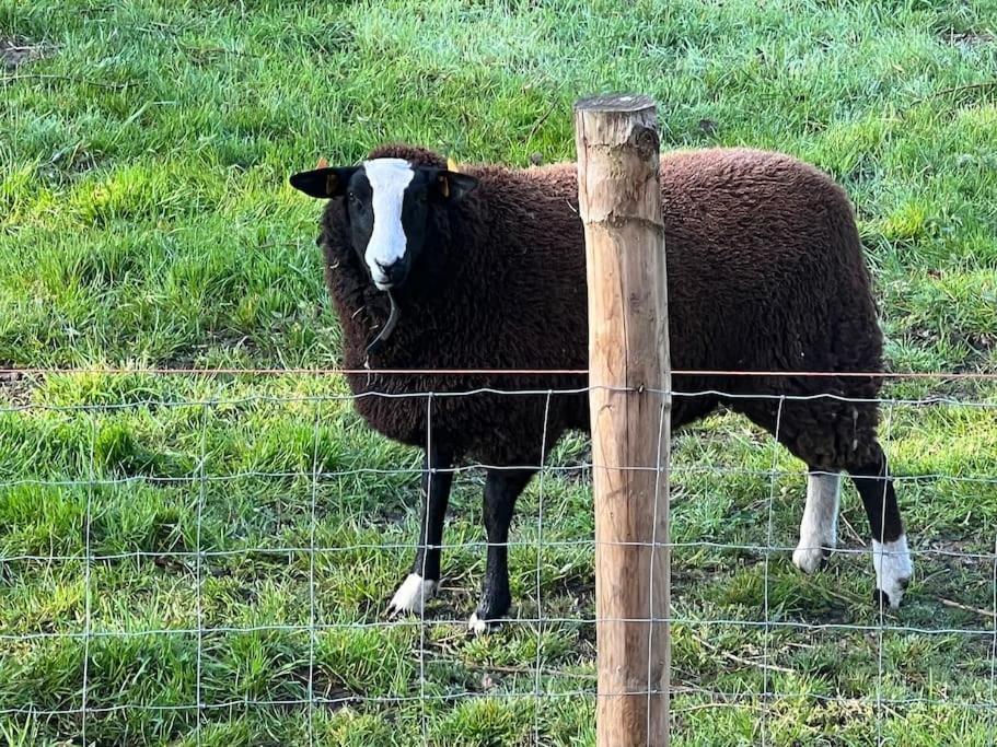 Hoeve Hooierzele Waasmunster Kültér fotó